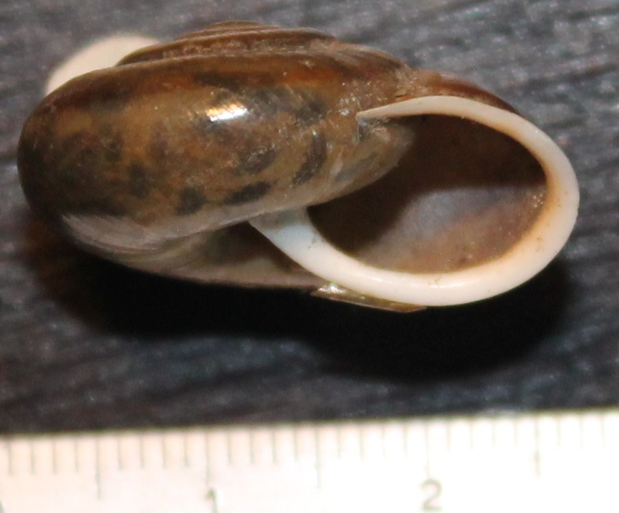 Chilostoma da identificare